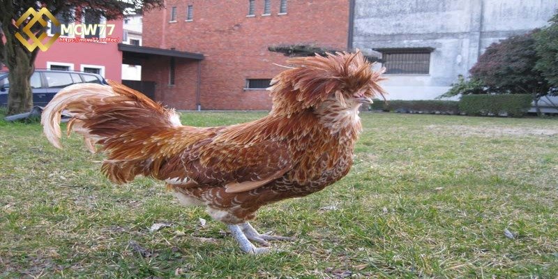 Dwarf chicken