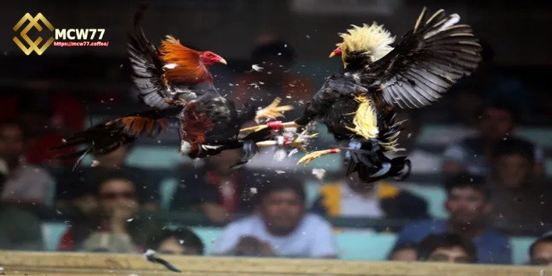 Spur Regulations