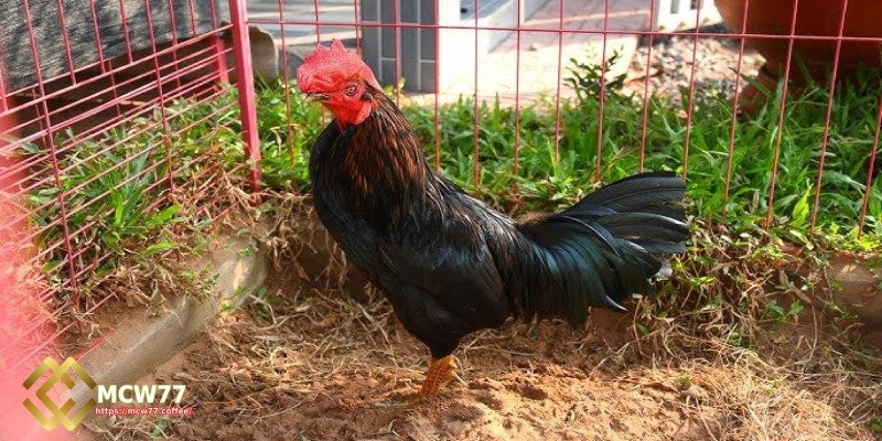 Basic Information About Tiger Roosters