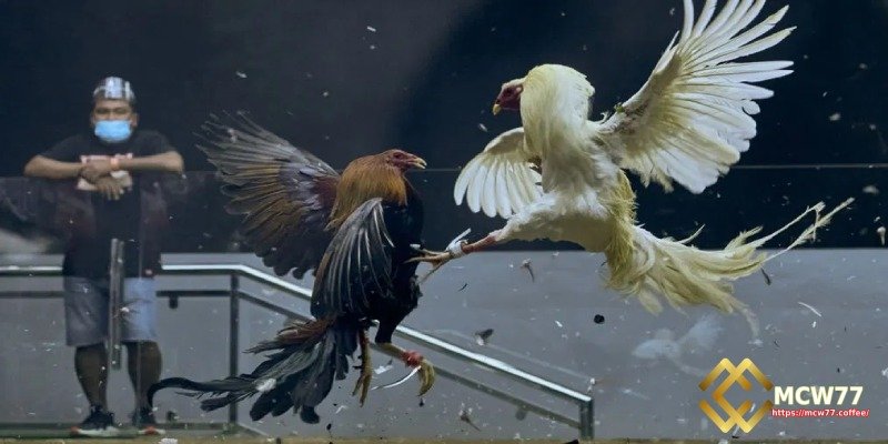 Choose the right rooster