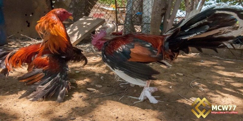 Easy Access to Thomo Cockfighting