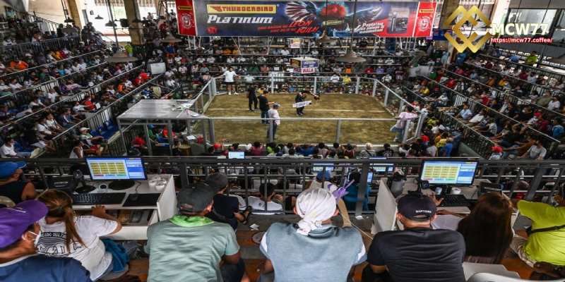 Experience Live Cockfighting Matches Firsthand