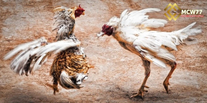 Follow the match closely