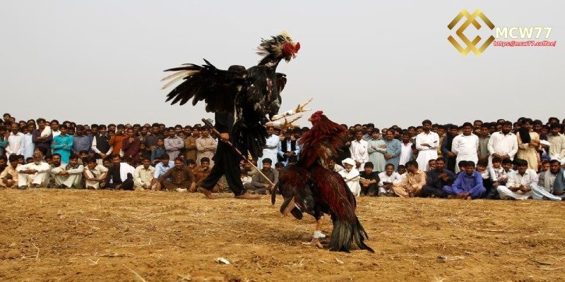 Information about Cambodian Live Cockfighting