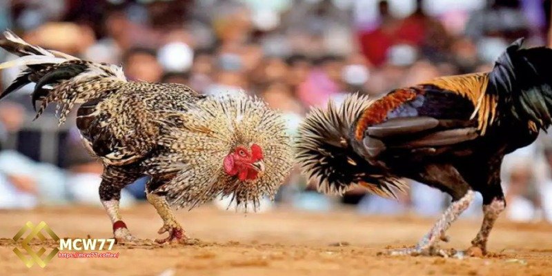 Multiple Thrilling Cockfighting Styles