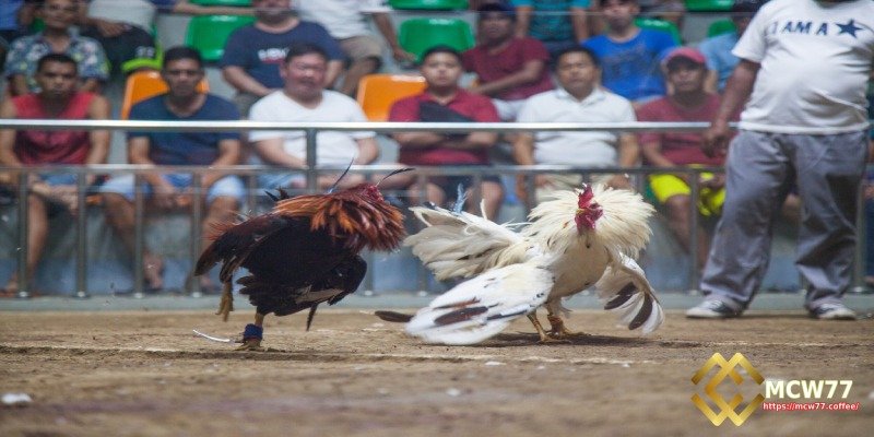 Step-by-Step Guide to Placing Bets on Cambodian Live Cockfighting