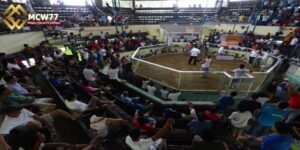 The Most Reliable Information About Savan Cockfighting Arena