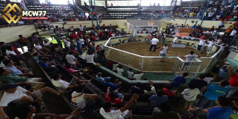 The Most Reliable Information About Savan Cockfighting Arena