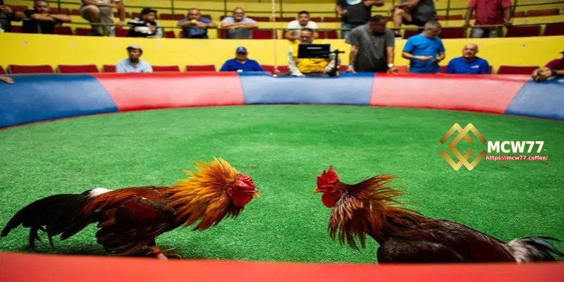 Thrilling Betting Moments at Savan Arena