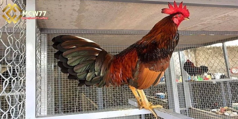 Unique Traits of Tiger Roosters
