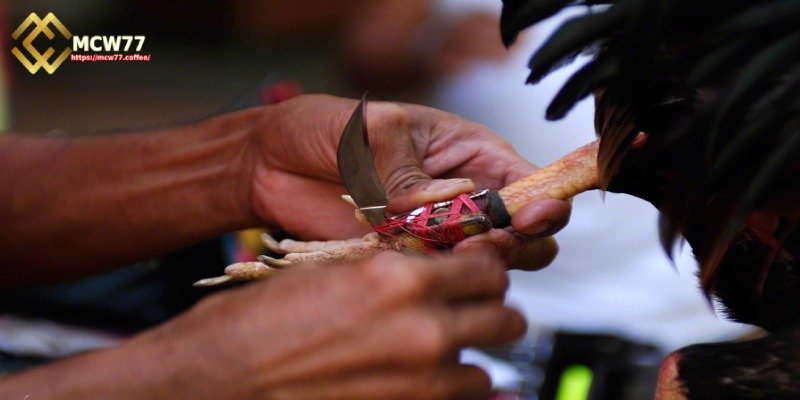 What is Knife-Spur Cockfighting?