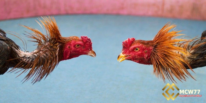 Why Victory Isn't Always Guaranteed in Thomo Cockfighting