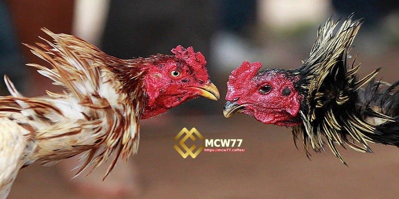 মোরগ লড়াই